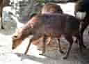 動物図鑑・ヤクシカ 1